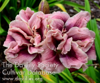 Daylily Bumble Bee Merrily